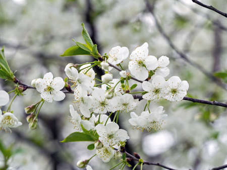 white beautiful blooming apple treebranch on a warm day in the garden