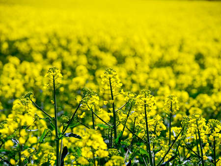Blooming Rapeseed is a bright-yellow flowering member of the family Brassicaceae cultivated mainly...