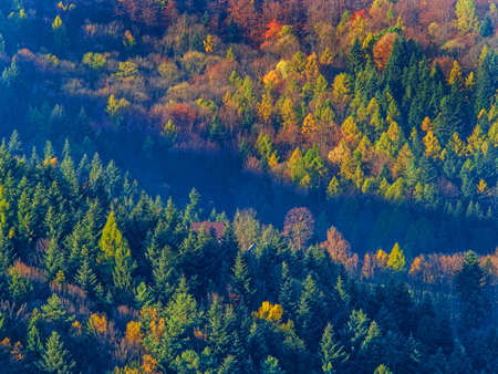 Forest on a mountain slope in autumn. Warm colors of green, yellow and redの写真素材