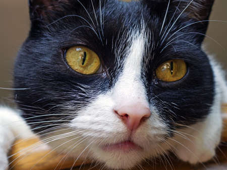 black and white domestic cat, a member of the familyの写真素材