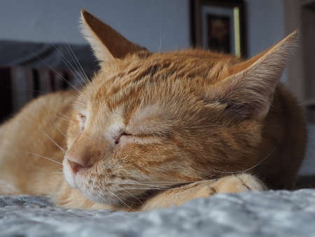 Richard, the Cat 7 years oldの写真素材