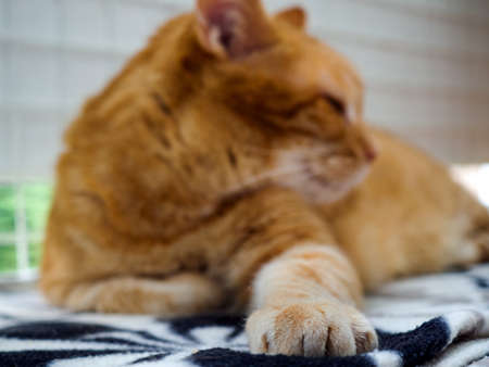 a 7 year old domestic cat named Ryszard resting on the balcony, close-up of the front pawの写真素材