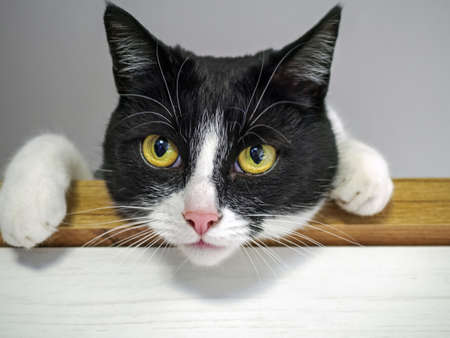 A young domestic black and white cat looking curiously aheadの写真素材