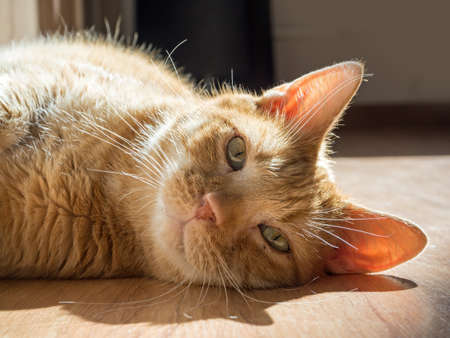 portrait of a domestic cat basking in the sun raysの写真素材