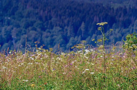 Plants in the meadow, summer in the mountains, Silesian Beskids, Poland
