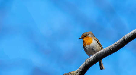The european robin, known simply as the robin or robin redbreast in Ireland and Britain, is a small...