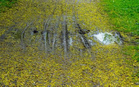 puddle on dirt road with bicycle tire tracks and yellow faded flowers of treesの写真素材