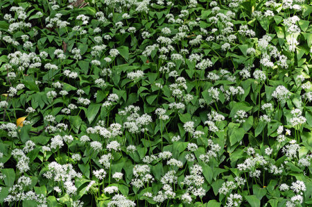 Allium ursinum, known as wild garlic, wild cowleek, ramsons, buckrams, broad-leaved or wood garlic,...