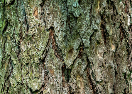tree bark as abstract nature, forest and ecology backgroundの写真素材