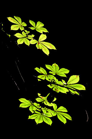 Aesculus hippocastanum is a species of flowering plant in the soapberry and lychee family...
