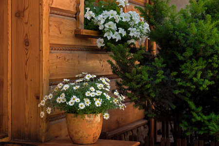 chamomile flowers in pots before entering the houseの写真素材