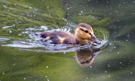 young female mallard duck. Portrait of a duck with reflection in natural environmentの写真素材