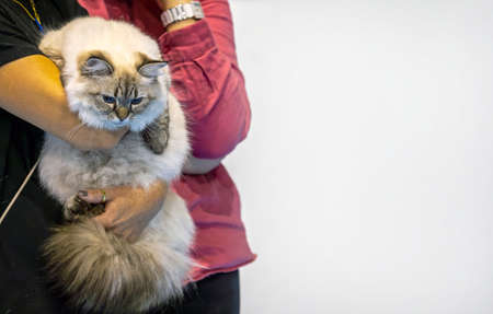 A cat held by a woman in her arms. White background on the right for text writingの写真素材