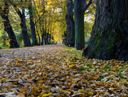Autumn colors. Falling leaves of different colors. Park alleys.の写真素材