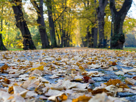 Autumn colors. Falling leaves of different colors. Park alleys.の写真素材