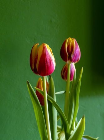tulips, fresh flowers on the background of a green textured wallの写真素材