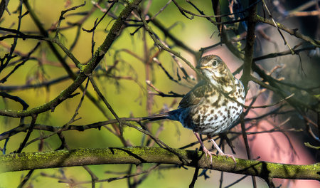 Song thrush (Turdus philomelos) while searching for prey in the bushes in the morning