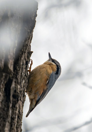 Single Eurasian Nuthatch bird - latin Sitta europaea - also known as Wood Nuthatch on tree bark. Light background to fill, horizontal frameの写真素材