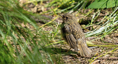 fledgeling of european robin in the Silesian Beskid forest, Polandの写真素材
