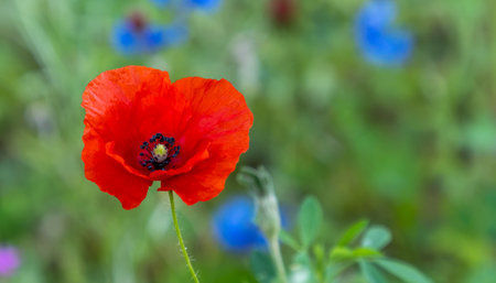 single poppy flower on background with blue flowersの写真素材