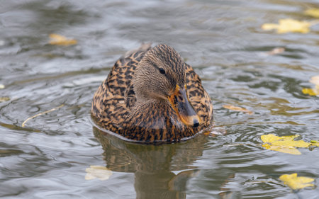 Female mallard duck. Portrait of a duck with reflection in natural environment