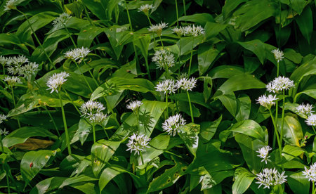 Allium ursinum, known as wild garlic, wild cowleek, ramsons, buckrams, broad-leaved garlic, wood...