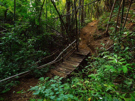 bridge in green wildの写真素材