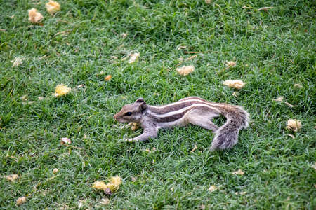 Common indian squirrel looking for food with natural green grass backgroundの写真素材