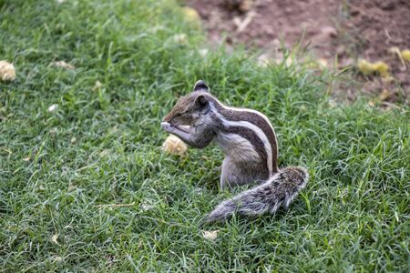 Common indian squirrel looking for food with natural green grass backgroundの写真素材