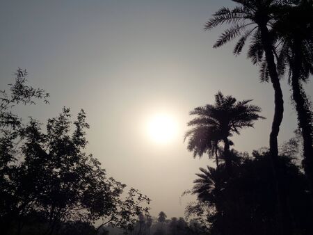 Silhouette of tree in the morning sunriseの写真素材