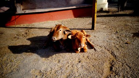Momma Cow and calf seating togetherの写真素材