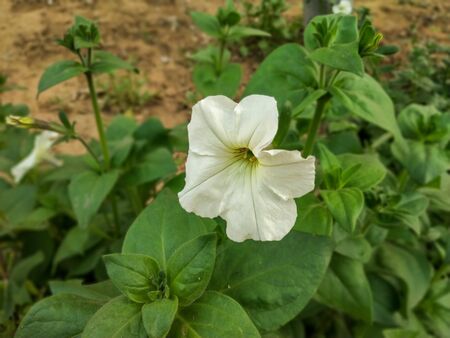 White flower close-up shot with green leaves backgroundの写真素材