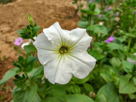 White flower close-up shot with green leaves backgroundの写真素材