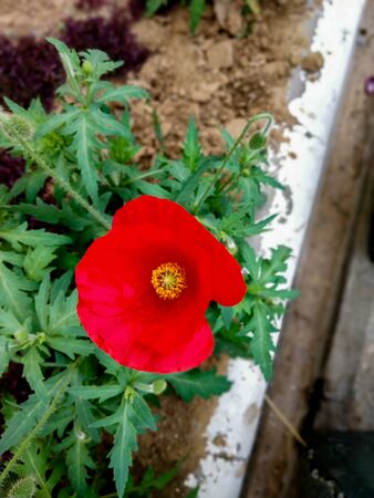 Red flower close-up shot with green leaves backgroundの写真素材