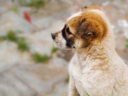 Stray dog cute puppy portrait in the lawnの写真素材