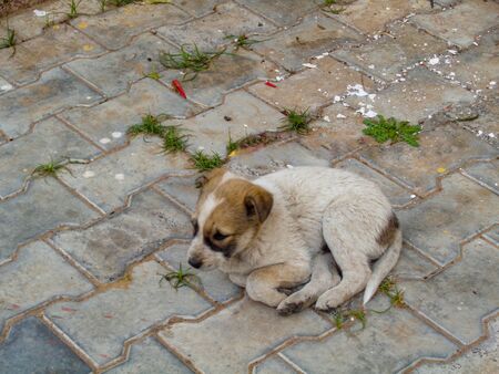 Stray dog cute puppy seating in the lawnの写真素材