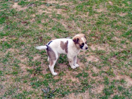 Stray dog cute puppy playing running in the lawnの写真素材