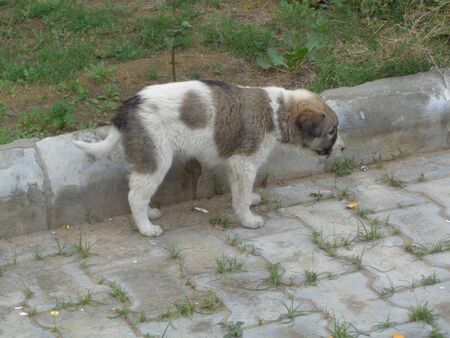 Stray dog cute puppy playing running in the lawnの写真素材