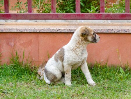 Stray dog cute puppy playing running in the lawnの写真素材