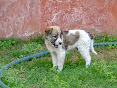 Stray dog cute puppy playing running in the lawnの写真素材
