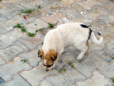 Stray dog cute puppy playing running in the lawnの写真素材