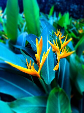 Green leaf yellow flower in the gardenの写真素材