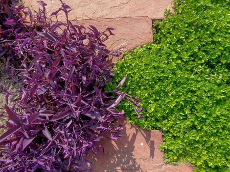 Green and purple leaf background texture close-upの写真素材