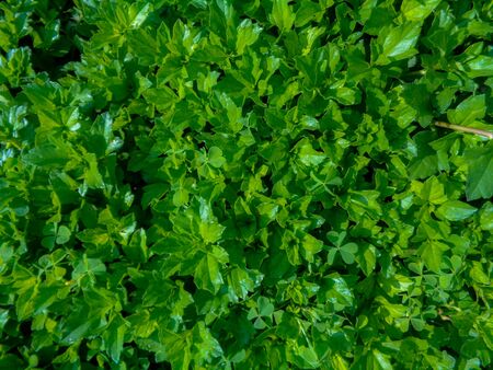 Green leaf background texture close-upの写真素材