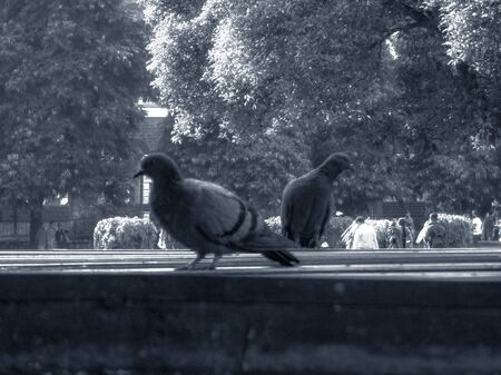 Grey pigeon pair on street looking for food or waterの写真素材