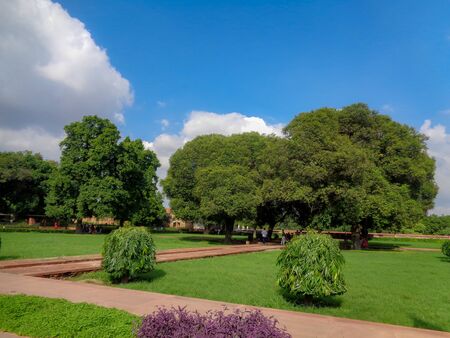Trees in the garden, blue skies and greeneryの写真素材