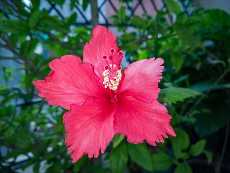 Hibiscus (Gurhal) blooming flower and green leaves in the gardenの写真素材