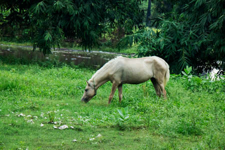 White horse eating grass in farm fieldの写真素材