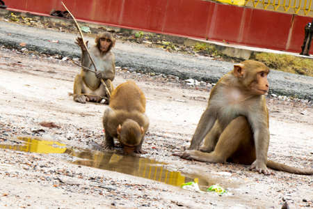 Monkey seating on ground looking for food