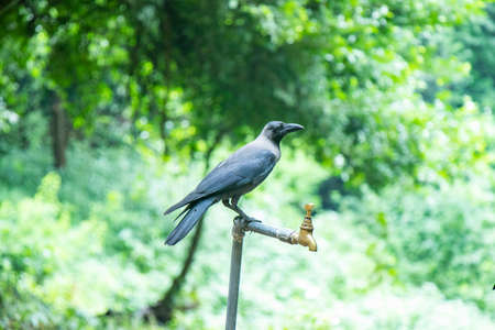 Thirsty crow seating on the water tap, save water conceptの写真素材